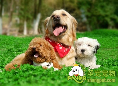 ѵ���ǽ��������빷����ͨ������