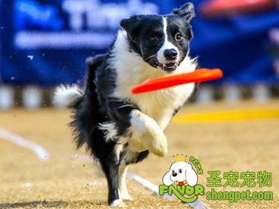 训练狗狗需要用到的辅助工具