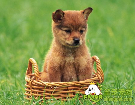 挑选狗狗会有哪些途径