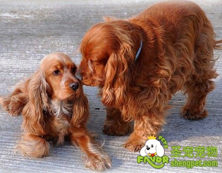 英国可卡犬和美国可卡犬之间的分辨技巧