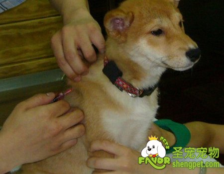 狗狗常用的疫苗有哪些