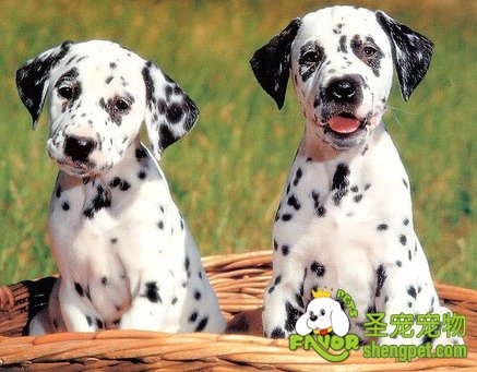 宠物狗的挑选要细心