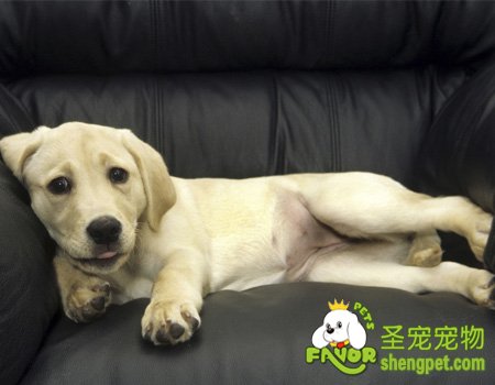 狗狗心肌炎的病因以及治疗方法