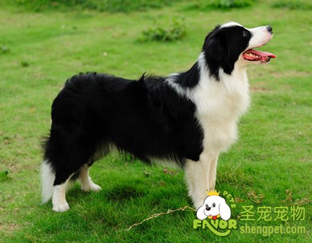 挑选适合自己狗狗的四招