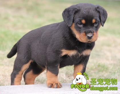 狗狗缺乏维生素的原因以及症状有哪些