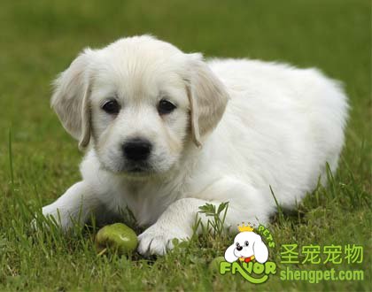 狗狗肠管切除及肠吻合术需要注意的事项