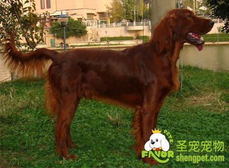 雪达犬选购的注意事项