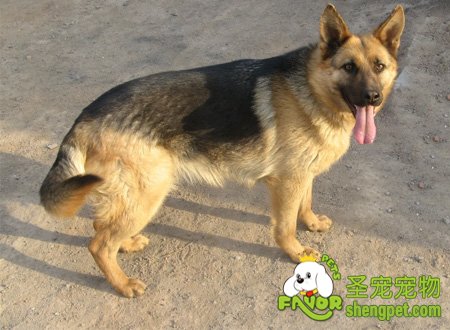 公犬不孕的原因以及治疗的方法