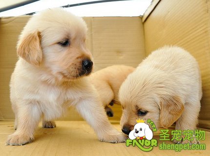 ������ɻ���Щʳ�