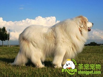 优质大白熊的挑选技巧