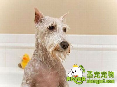 ����ϴ�����Ʒ����ʲô