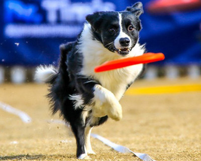 ���������ķ�������Щ