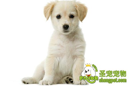 狗狗前列腺囊肿大怎么办