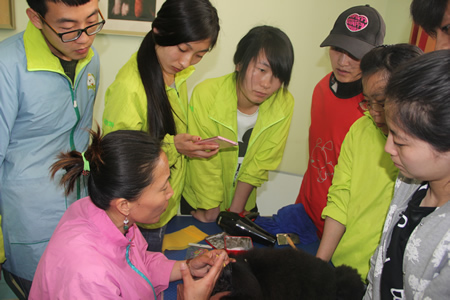 圣宠加盟商宠物美容培训之宠物包毛课程