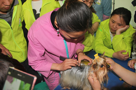 圣宠加盟商宠物美容培训之宠物包毛课程