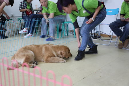 圣宠宠物技术培训:训犬课实操