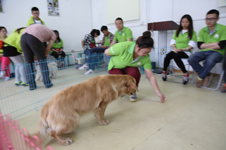 圣宠宠物技术培训:训犬课实操