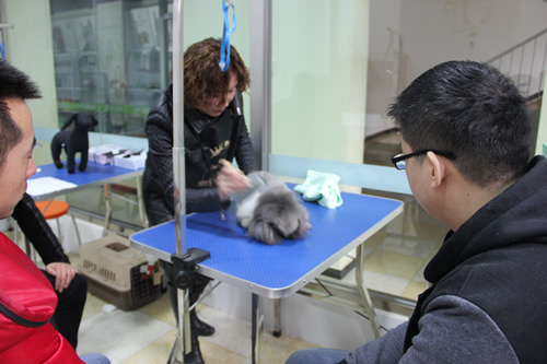 圣宠第1期店铺技术班宠物美容讲解课-吹风拉毛