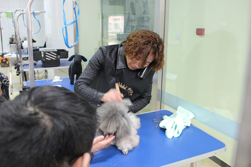 圣宠第1期店铺技术班宠物美容讲解课-吹风拉毛