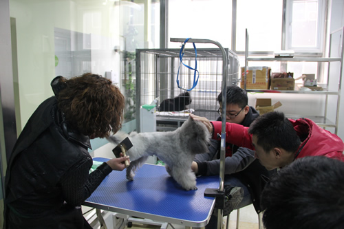 圣宠第1期店铺技术班宠物美容讲解课-吹风拉毛