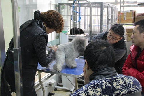 圣宠第1期店铺技术班宠物美容讲解课-吹风拉毛