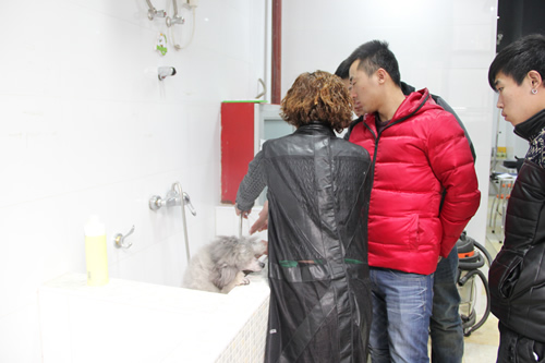 店铺技术班宠物美容讲解课-宠物洗澡