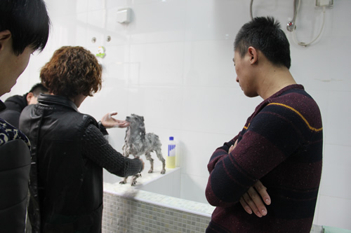 店铺技术班宠物美容讲解课-宠物洗澡