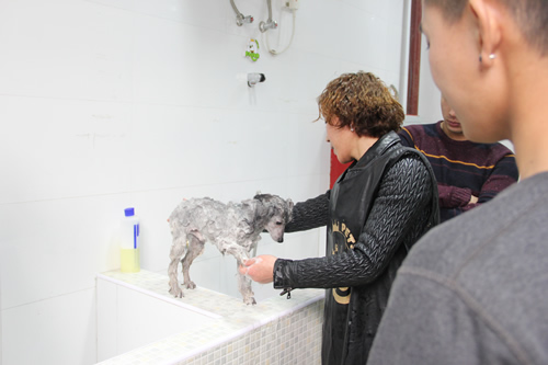 店铺技术班宠物美容讲解课-宠物洗澡