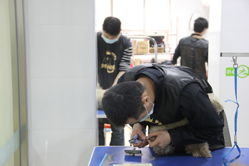 店铺技术班宠物美容实操课-宠物护理