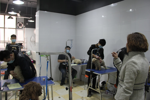 店铺技术班宠物美容实操课-宠物护理