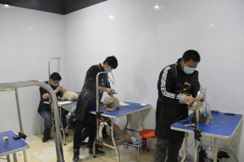 店铺技术班宠物美容实操课-宠物护理