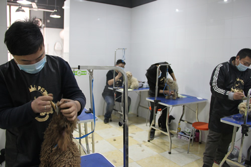 店铺技术班宠物美容实操课-宠物护理