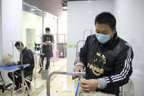 店铺技术班宠物美容实操课-宠物护理