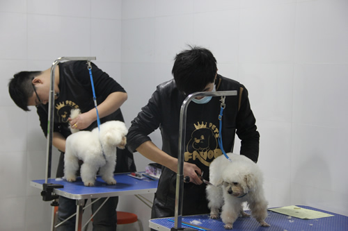 店铺技术班宠物美容实操课-实犬修剪