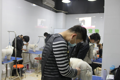 店铺技术班宠物美容实操课-实犬修剪