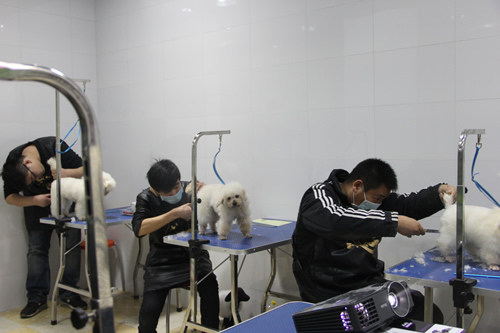 店铺技术班宠物美容实操课-实犬修剪