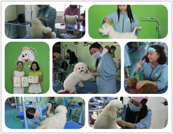 宠物店美容技术培训