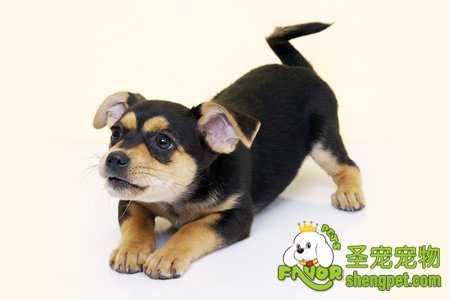 如何判断狗狗腹泻的原因以及治疗方法