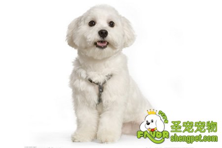 如何判断狗狗腹泻的原因以及治疗方法