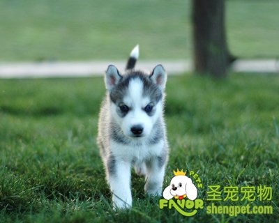 如何饲养哈士奇才会比较安全