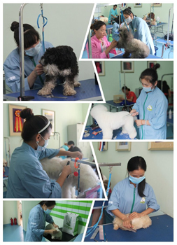 圣宠南宁宠物店