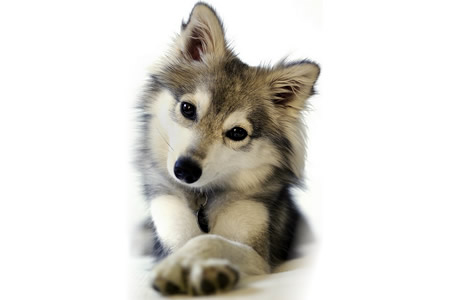 狗狗出现低血钙症的原因、症状以及治疗方法