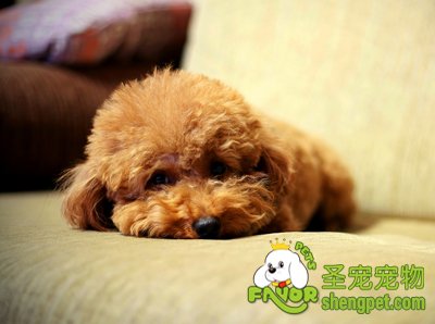 狗狗的肺炎双球菌病