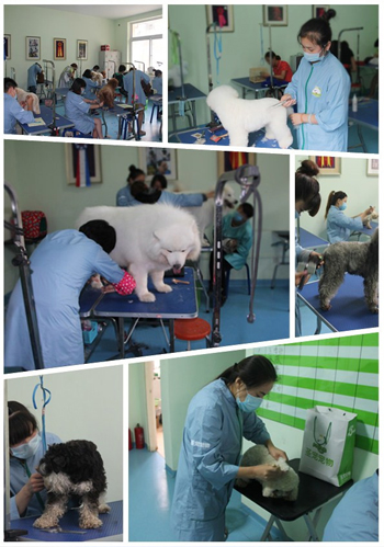 圣宠辽宁双塔宠物店