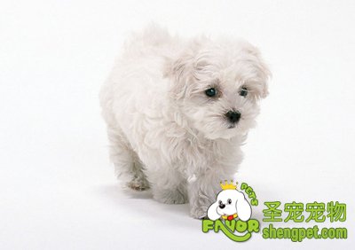 ��ȷ������ë����Ȯ�ķ���