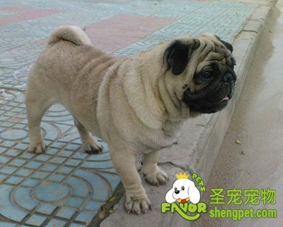 ���򹷹���Ҫ�����