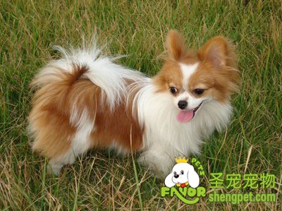 ��������ë����������