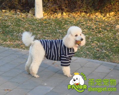 贵宾犬怀孕期间该如何饲养