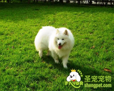 ����ĦҮ������Ҫ׼��ʲô����