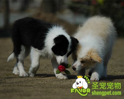 ����ë����������������